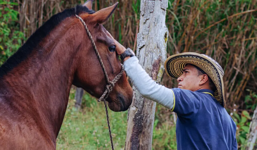 Horse trainer gently stroking horse's head
