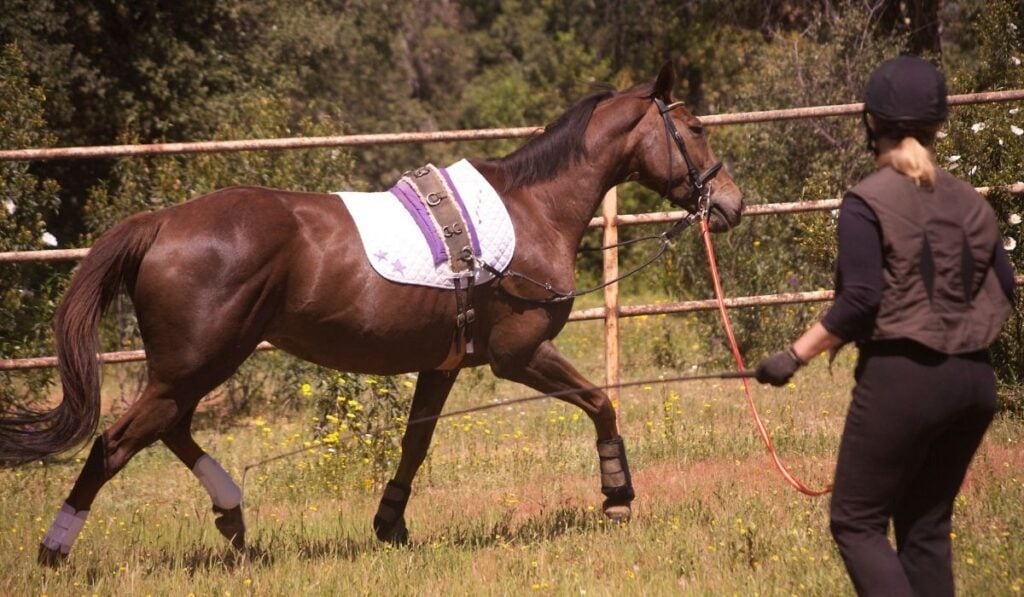 Horse trainer lunging horse