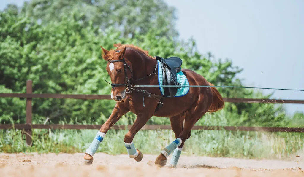 Horse training on lunge in the paddock.