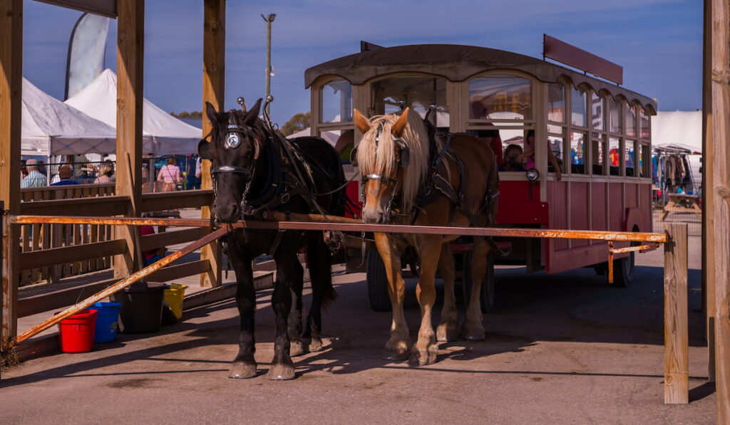 Horse walking car as Vintage transport Attraction, Carriage with two horses 