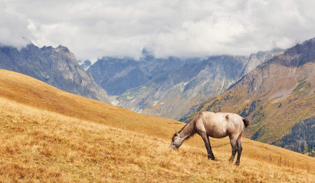 Horse walking in field ee220329