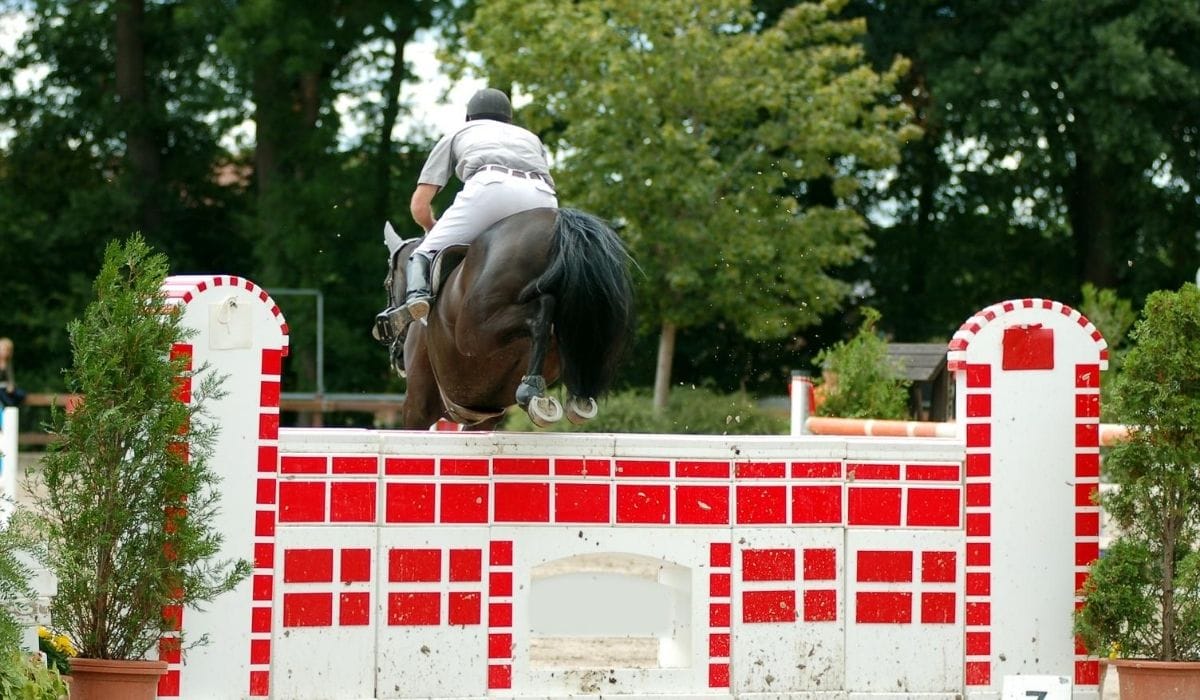 Horse Jump Types Helpful Horse Hints