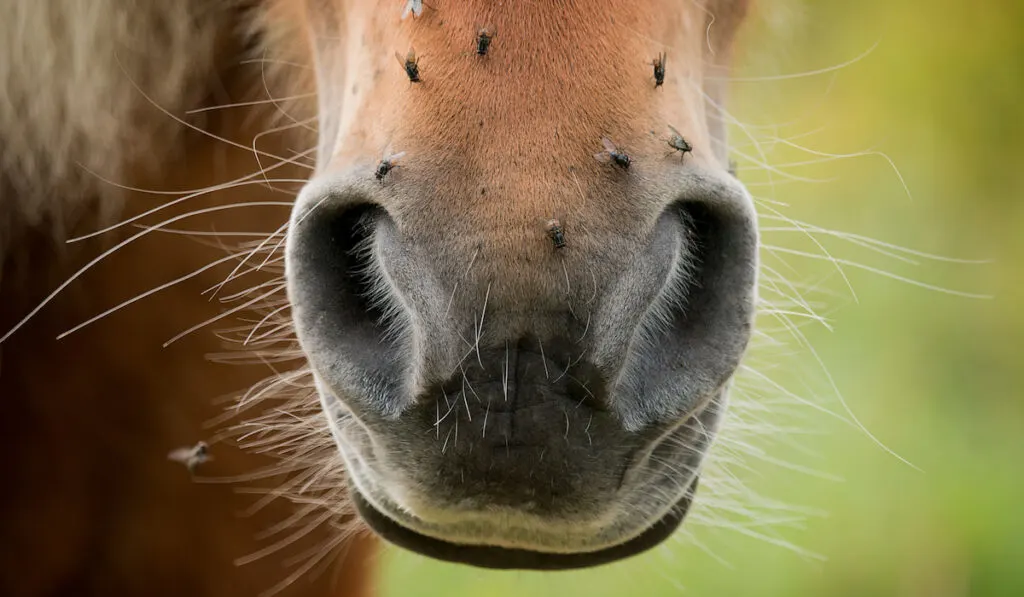 Horse with flies on its face