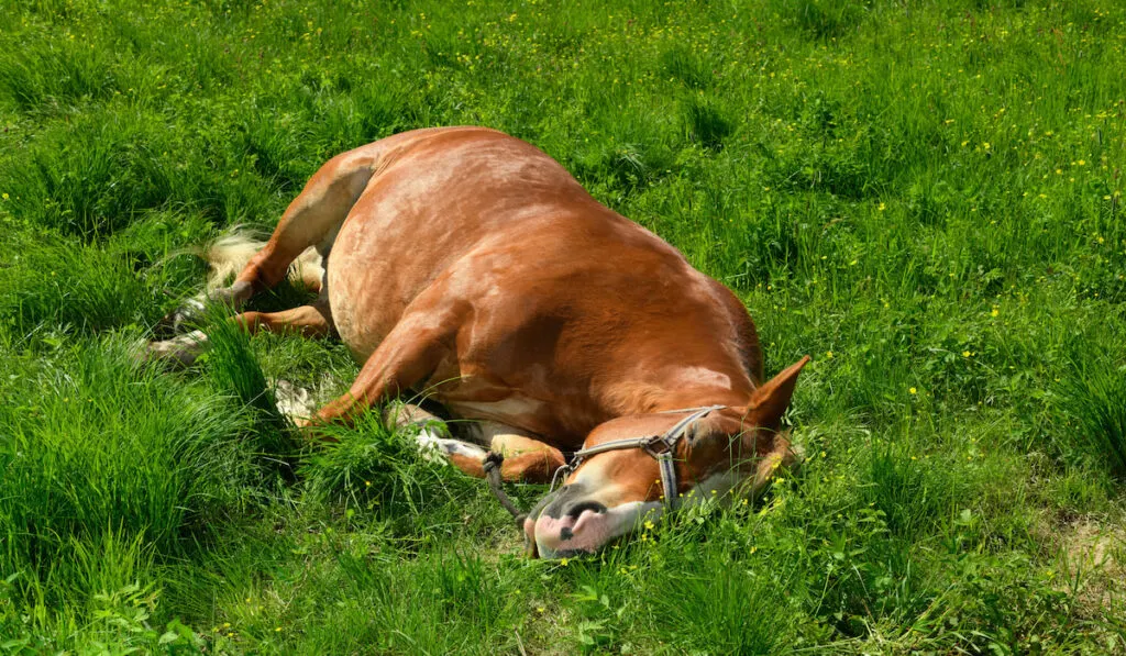 Horse with its eyes closed, lying on the grass on summer day
