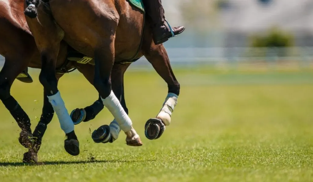 Horse with leg boots and horseshoe