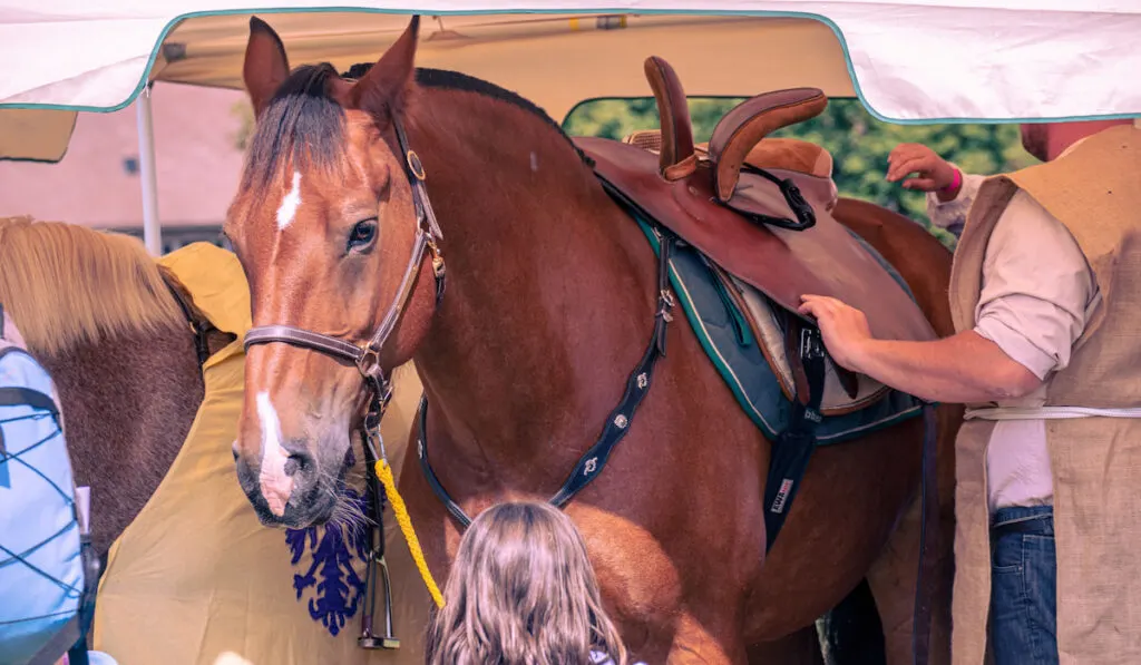 Horse with side saddle getting tacked up