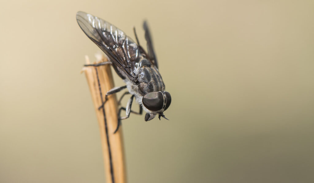horsefly perched on a stick on light brown background