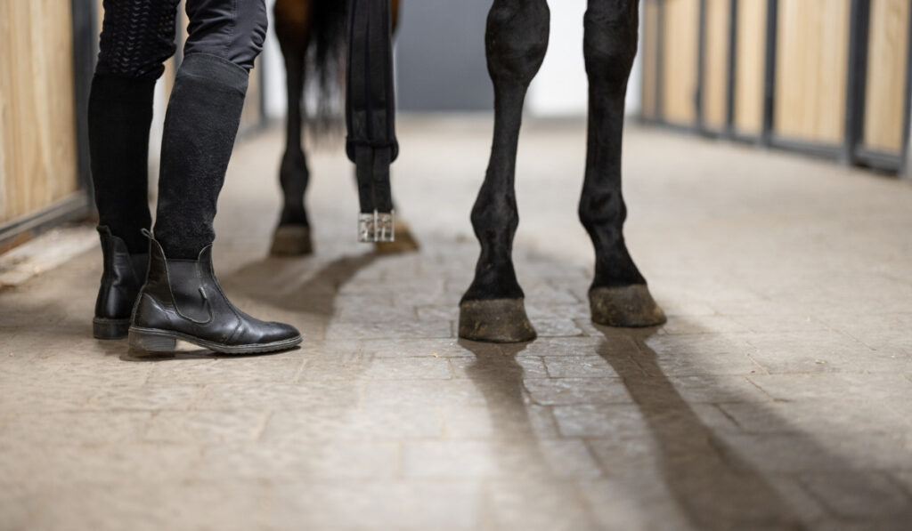 Horseman brushing horseshoe on hoof on horse