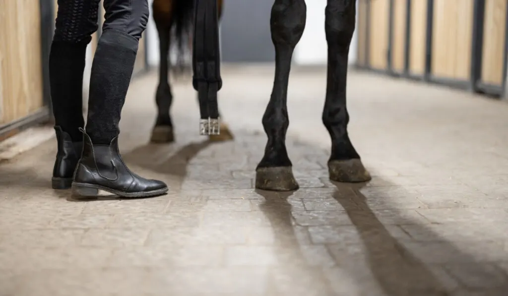 Horseman brushing horseshoe on hoof on horse