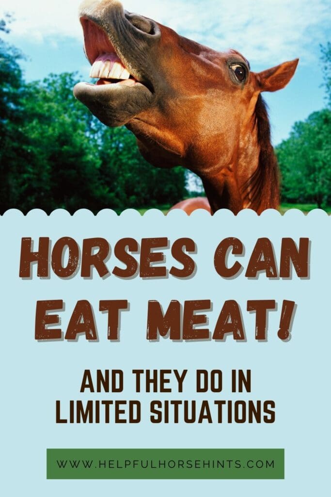 Pinterest pin - Horses Can Eat Meat - and They Do In Limited Situations