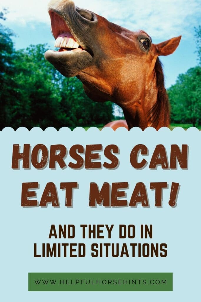 Pinterest pin-Los Caballos Pueden Comer Carne , y Lo Hacen En Situaciones Limitadas