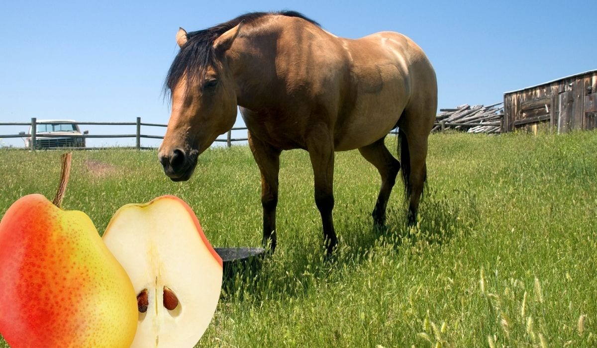 Can Horses Eat Pears? Helpful Horse Hints