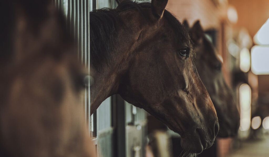 Horses Inside Equestrian Facility Boxes