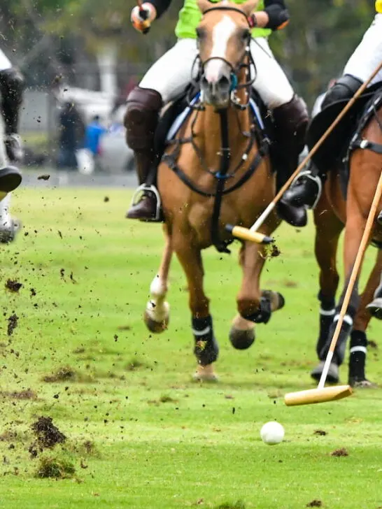Horses Polo Run In The Game