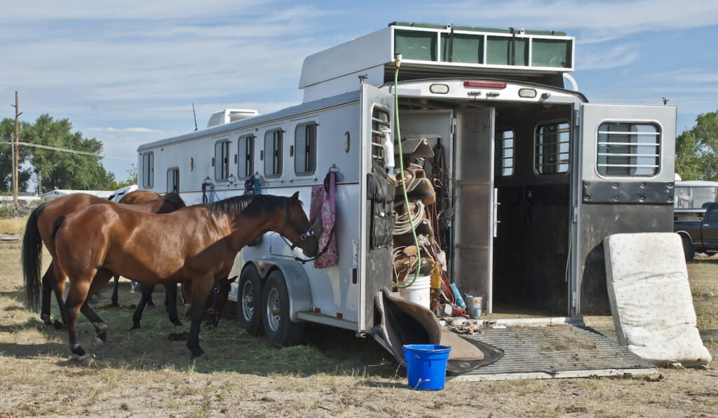 Horses and a horse-trailer at the rodeo.