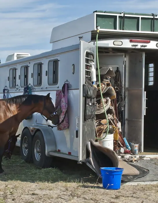 horses and a horse trailer at the rodeo
