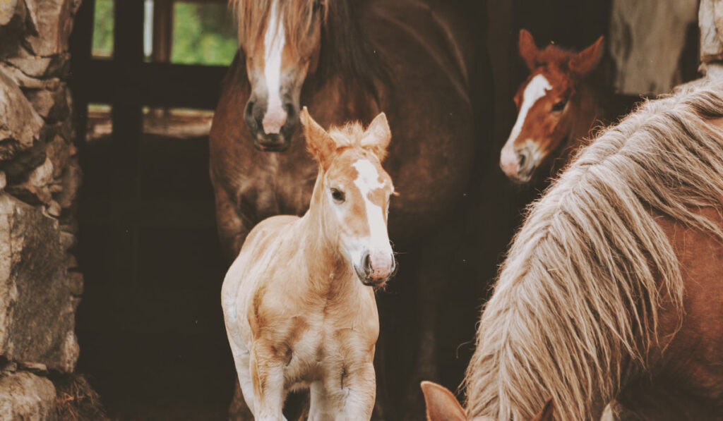 Horses and foals on the farm 