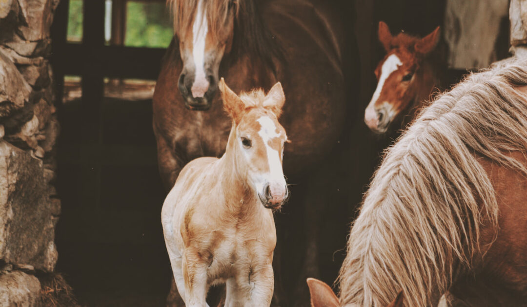 Average Lifespan of Horses and Ponies with Chart Helpful Horse Hints