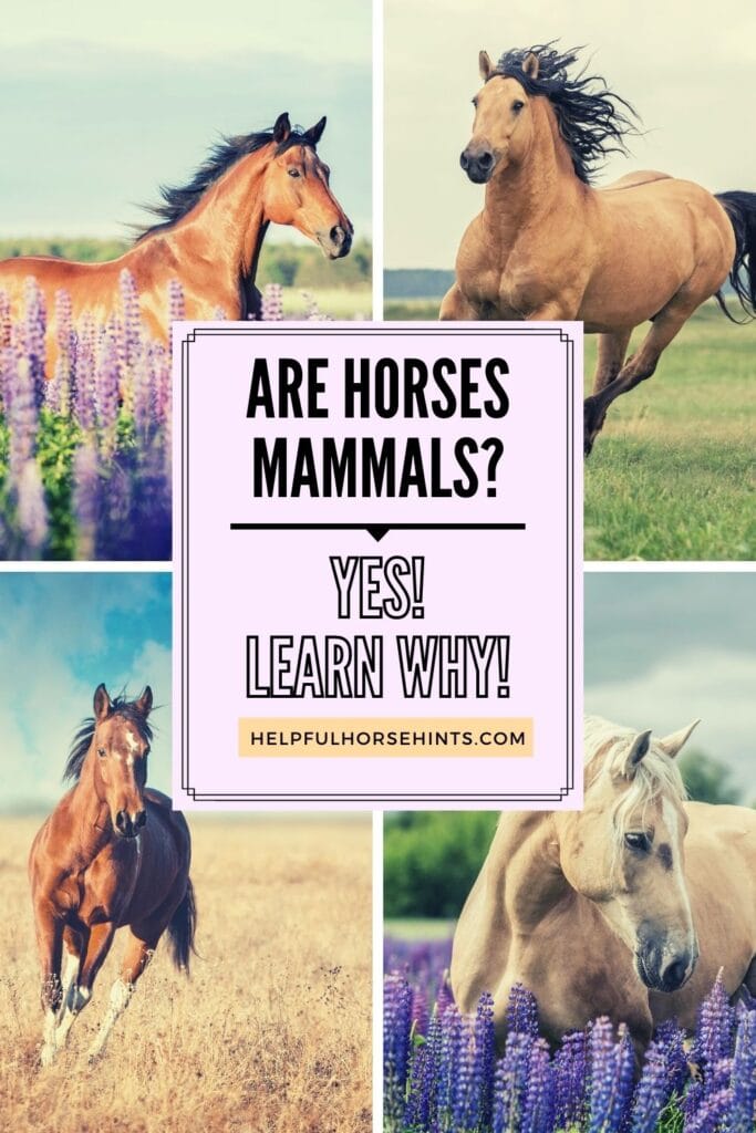 Pinterest pin - Are Horses Mammals? Yes! - Learn why