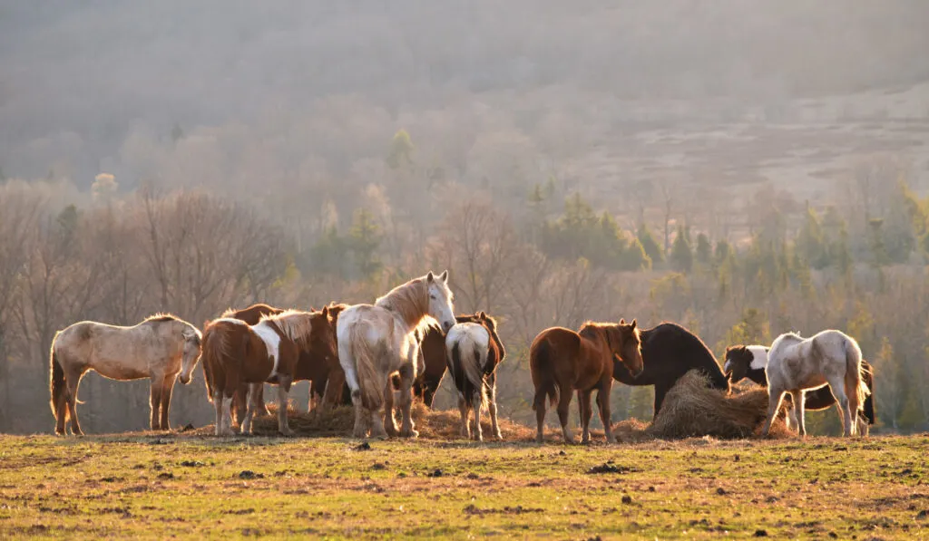 Horses eating hay bale in field