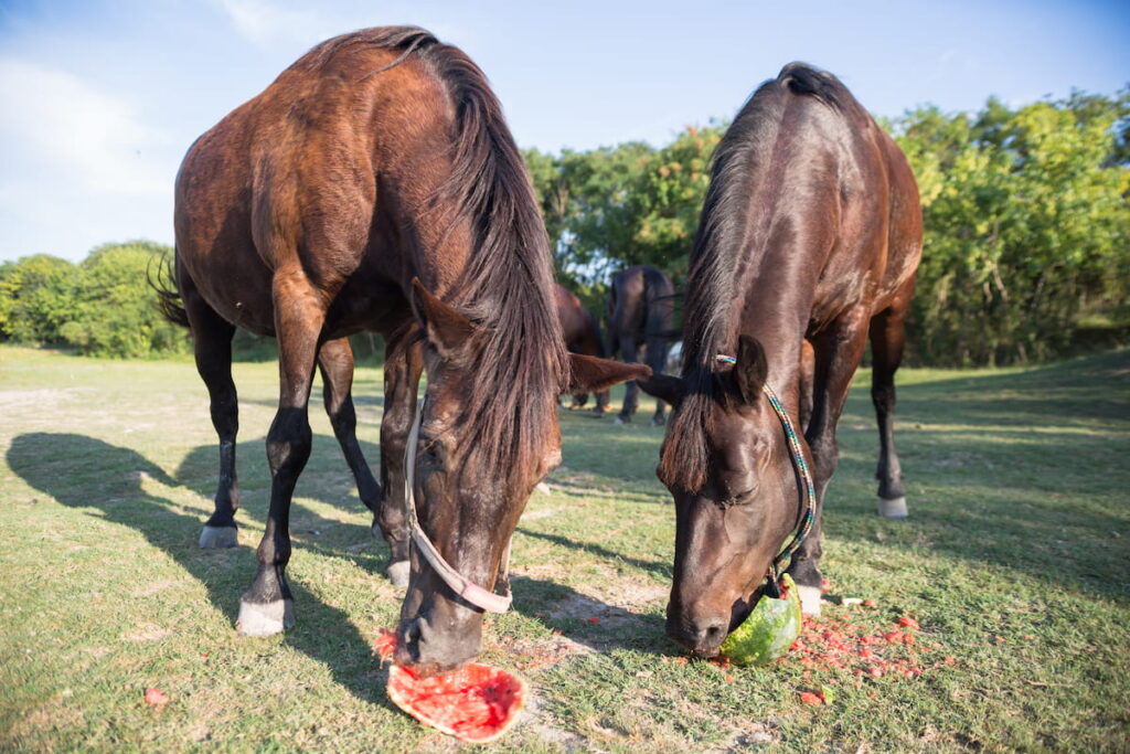 Horses eating watermelons 