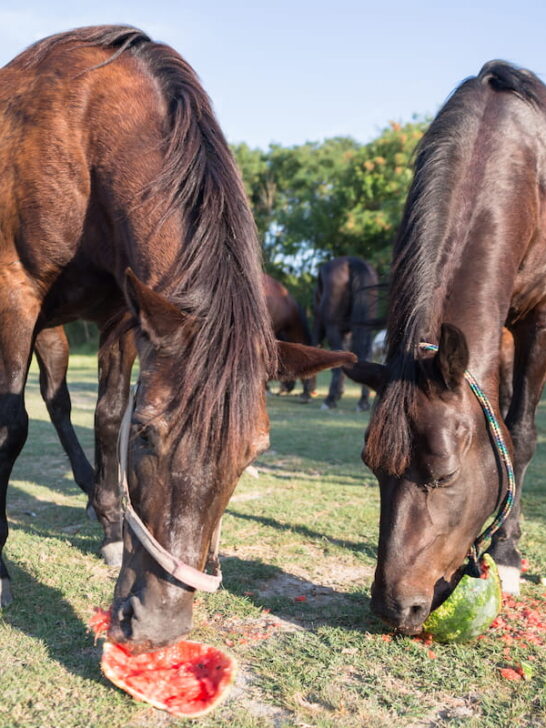 horse eating watermelon