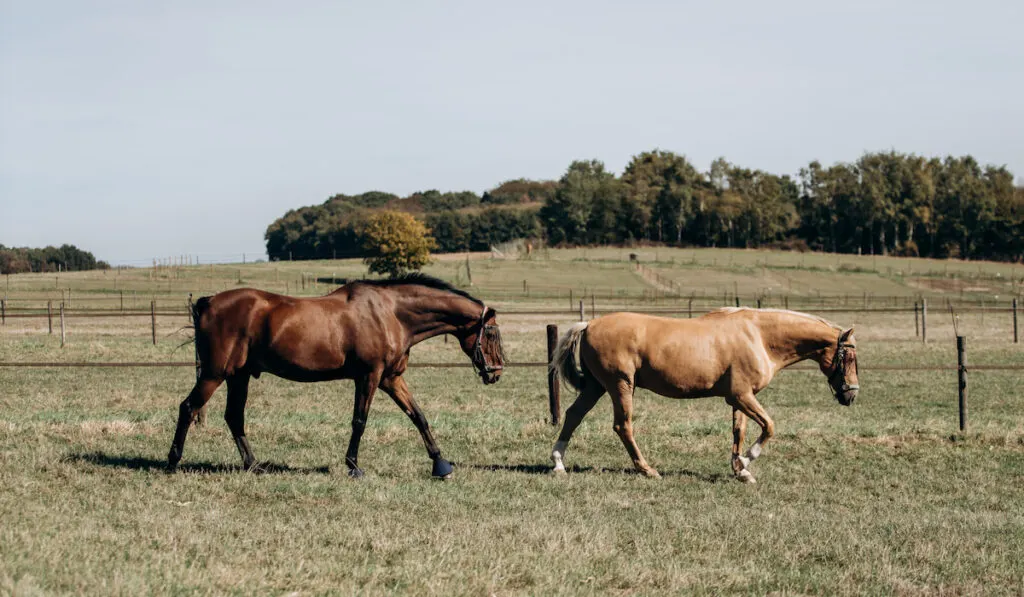 Horses graze on a horse farm