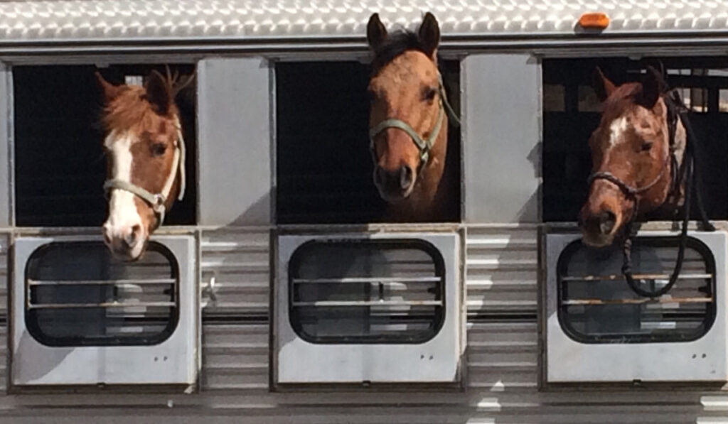 Horses in a Trailer