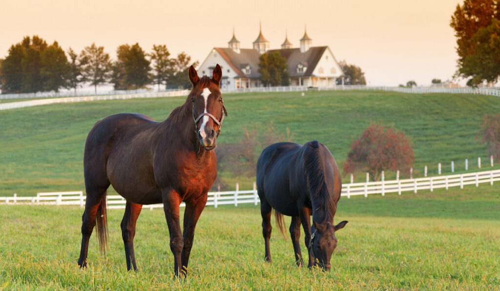 Horses in farm field