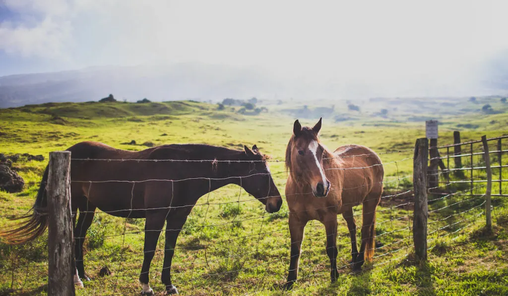 Horses in pasture 