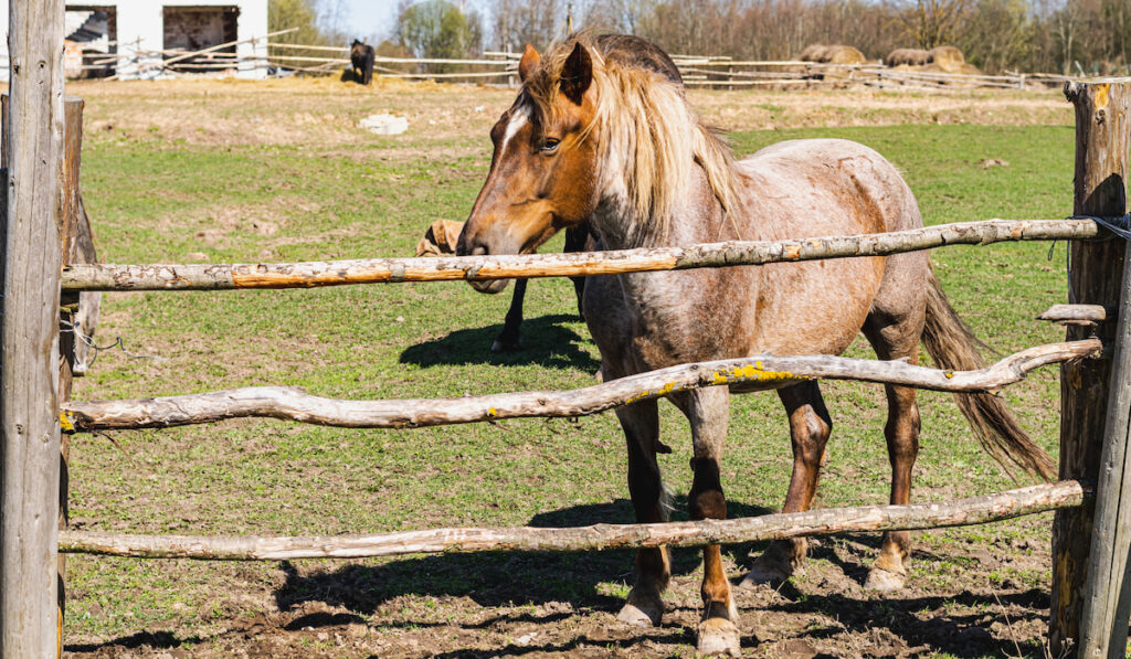 Horses in the pasture behind the wooden fence