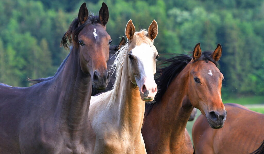 Horses in the pasture 