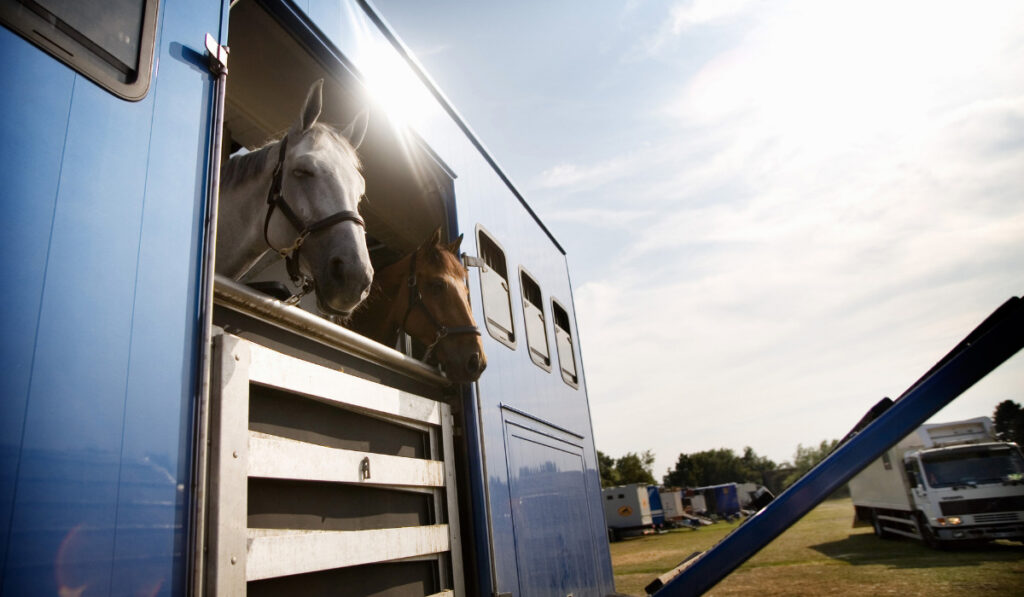 Horses in trailer on field
