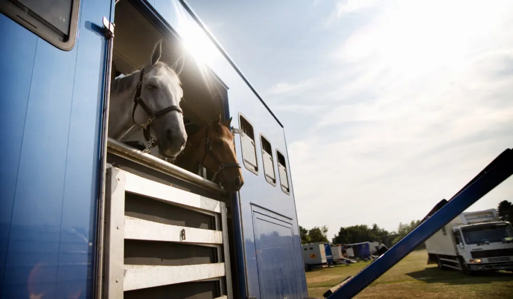 Horses in trailer on field