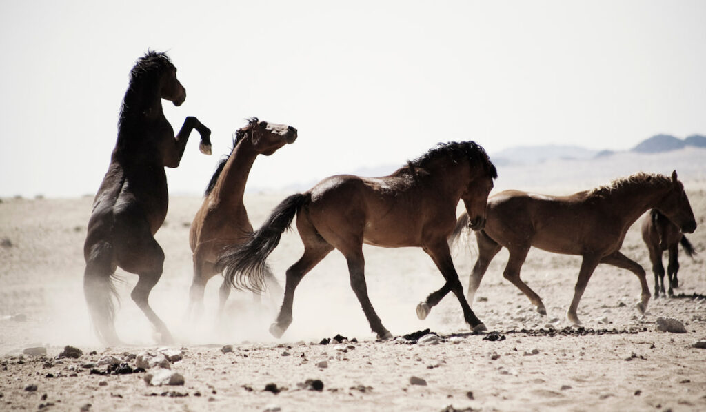 Horses kicking in dusty field