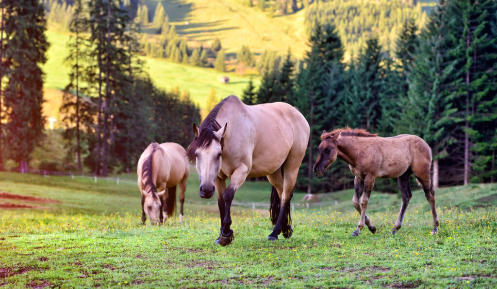 Horses on the meadow in the mountains
