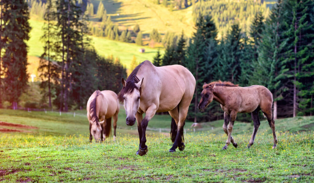 horses in the meadow