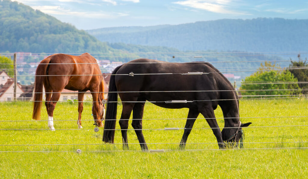 Horses pinch grass behind an electric fence against a village background