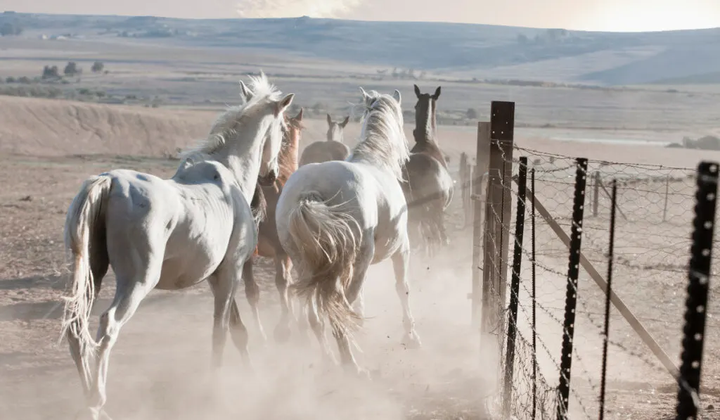 Horses running in dusty pen
