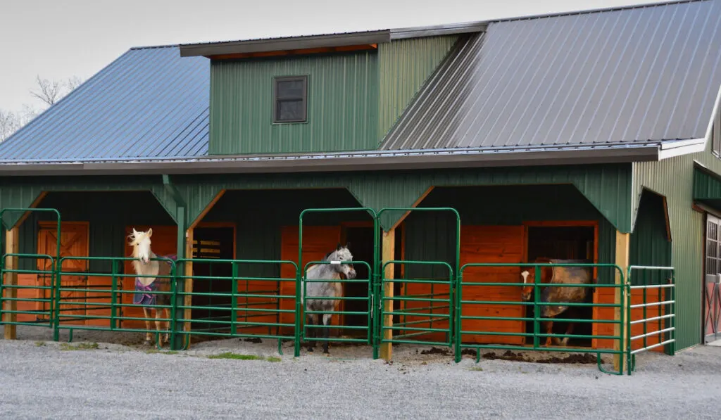 Horses standing behind bars at a horse barn