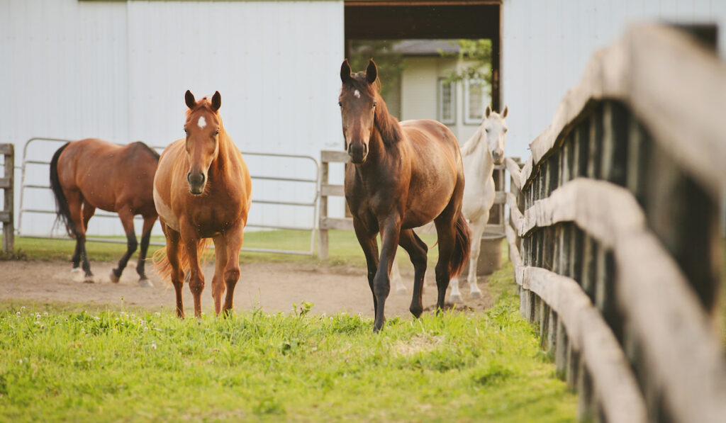 Horses standing in a gated field on a farm
