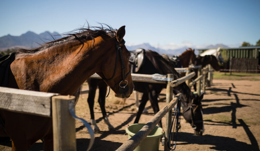 Horses standing in the ranch