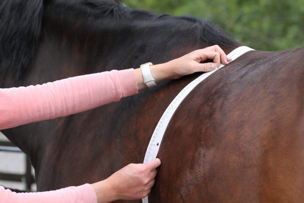 Horses weight being measured, with a equine weight tape. Equestrian