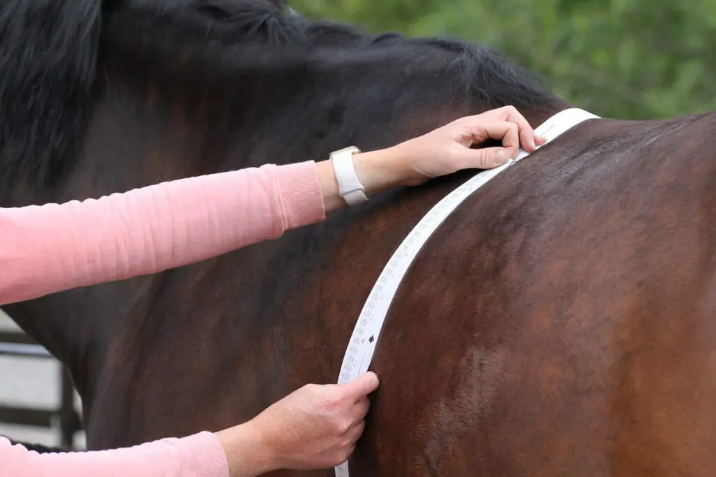 Horses weight being measured, with a equine weight tape. Equestrian