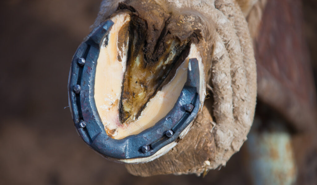 close up photo of horse shoe