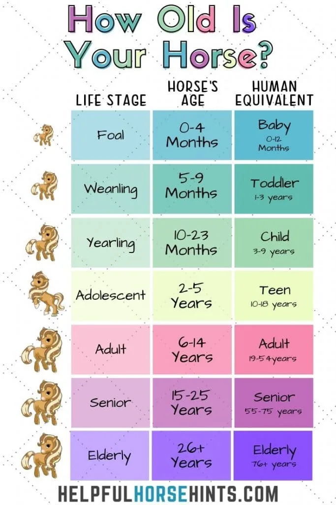 How old is your horse chart