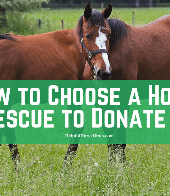 How to Choose A Horse Rescue to Donate To