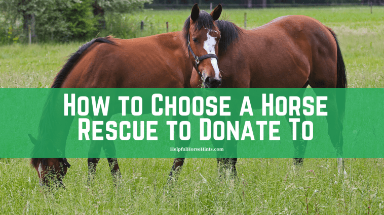 How to Choose A Horse Rescue to Donate To