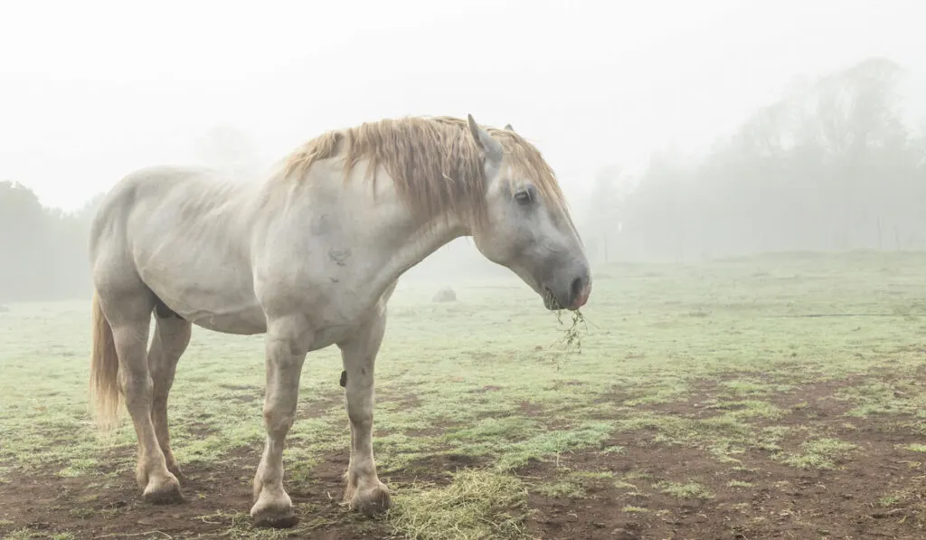 Huge white Percheron draft horse eating grass