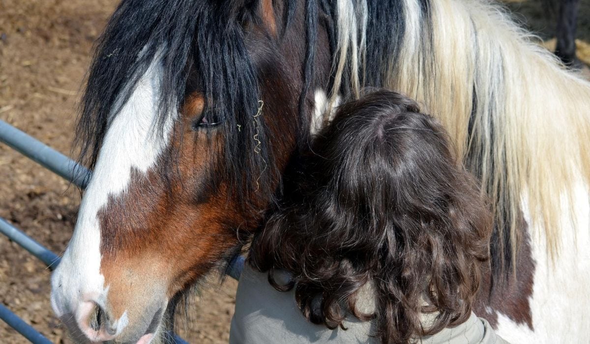 Human hair and horse hair